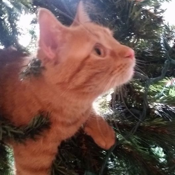 Meet your Posher, Tara !! Kitty Friendly Home!! - Picture 3 of 3